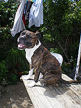 leo